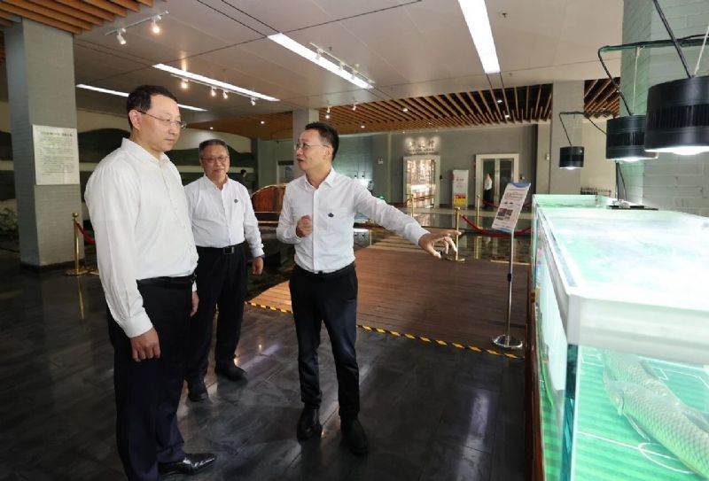 鲸鱼体育直播图片